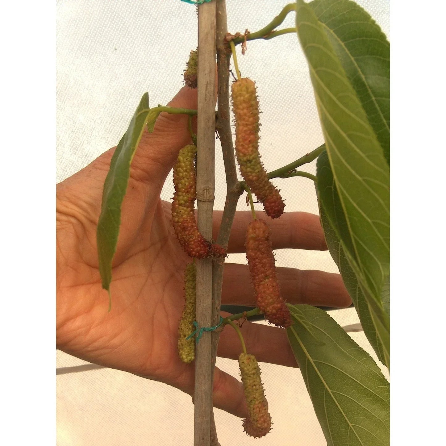 Pakistan Long Black Mulberry Cuttings – Morus nigra for Grafting and Rooting, Fruit Tree Propagation, Dark Berries, Hardy Planting Material