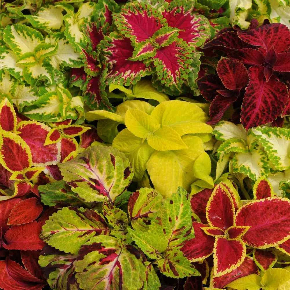Coleus Seeds - Wizard Mix Colorful Foliage for Gardens & Containers - Plectranthus scutellarioides - 40 Seeds