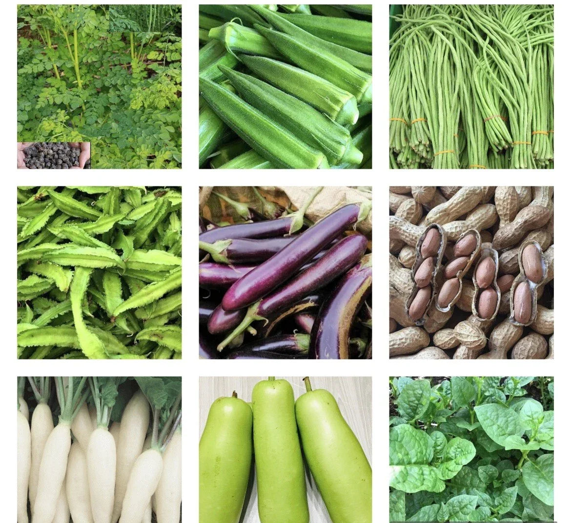 Asian Vegetable Seeds Packets – 20 Varieties Non-GMO Organic Heirloom for Home Gardening