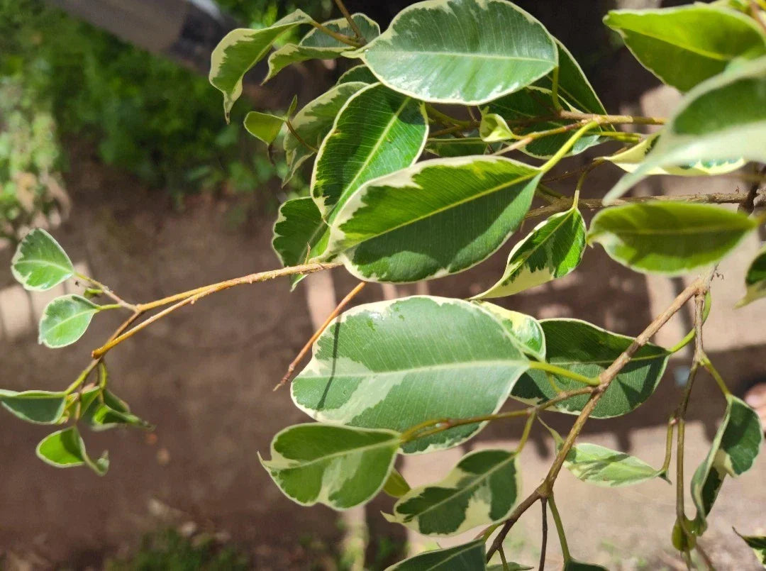 Variegated Ficus Benjamina Live Plant Plug | Indoor & Outdoor Ficus benjamina 'Variegata' | Elegant Variegated Foliage