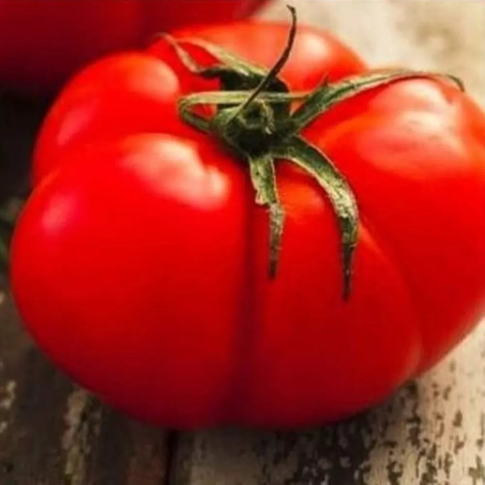 Beefsteak Tomato Seeds | Heirloom, Non-GMO, Large Meaty Fruits | Solanum lycopersicum