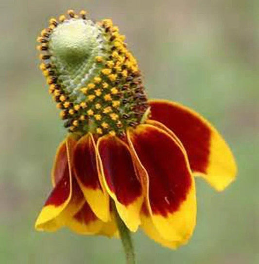 Mexican Hat Coneflower Seeds - 500+ Ratibida columnifera Prairie Wildflower Seeds for Pollinators & Garden Display