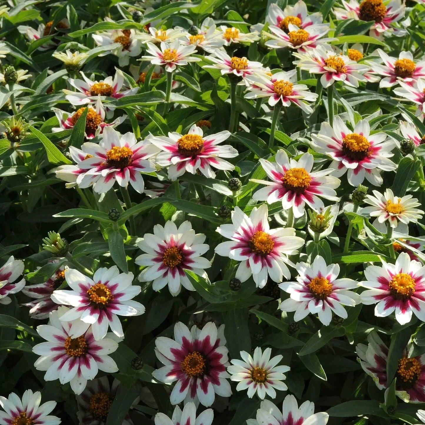 Zahara Starlight Rose Zinnia Seeds - 100+ Pack, Colorful Garden Flowers, Zinnia elegans, Bicolor Pink & White, Pollinator Attracting
