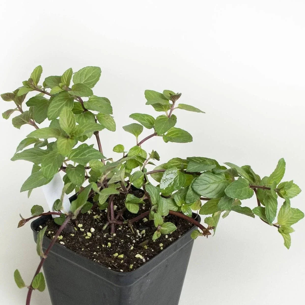 Chocolate Mint Plant Roots – Mentha × piperita 'Chocolate' – Aromatic Herb for Gardens & Pots – 4 Roots