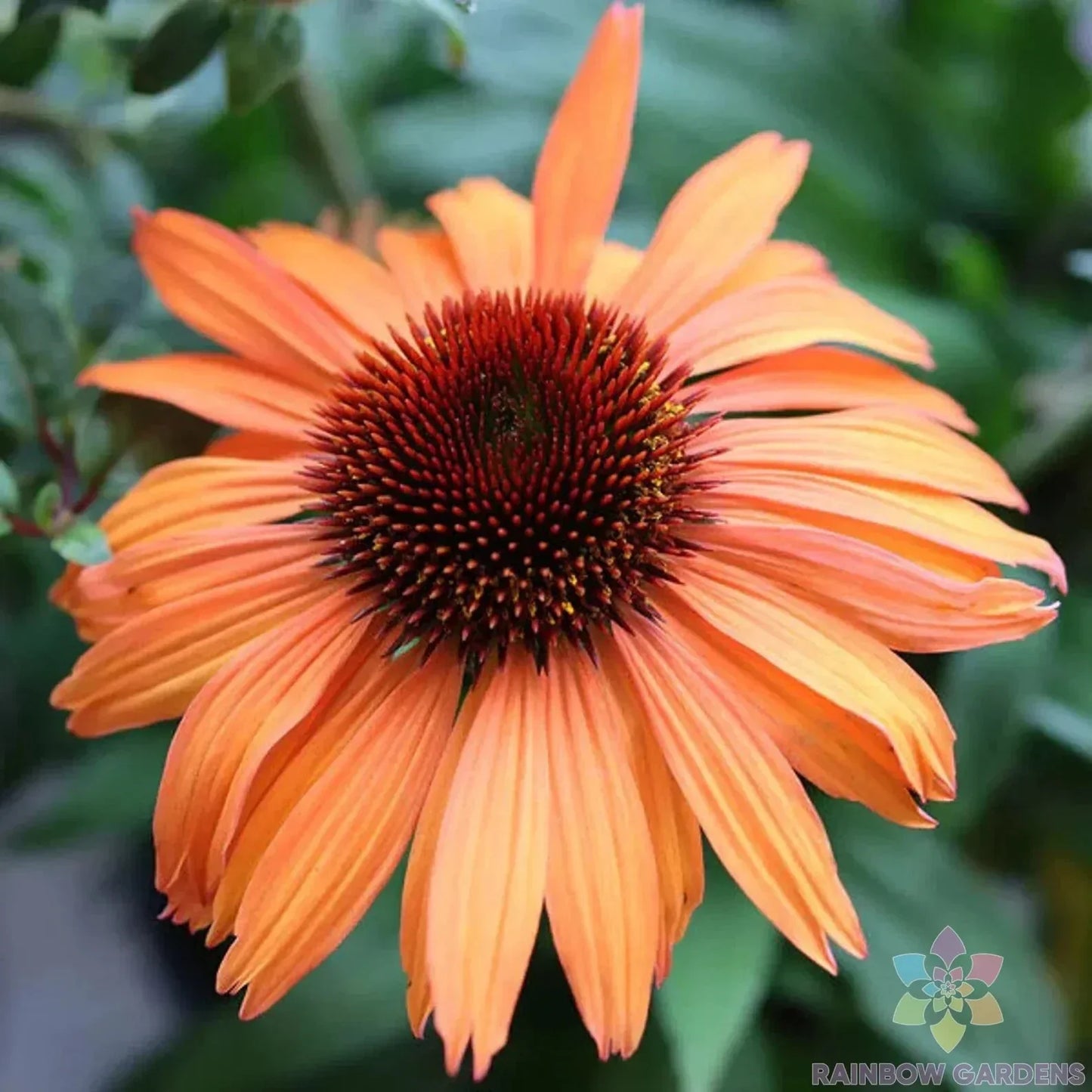 Prairie Blaze Rudbeckia Seeds - 200+ Non-GMO Rudbeckia hirta for Garden Planting, Bright Yellow & Orange Flowers