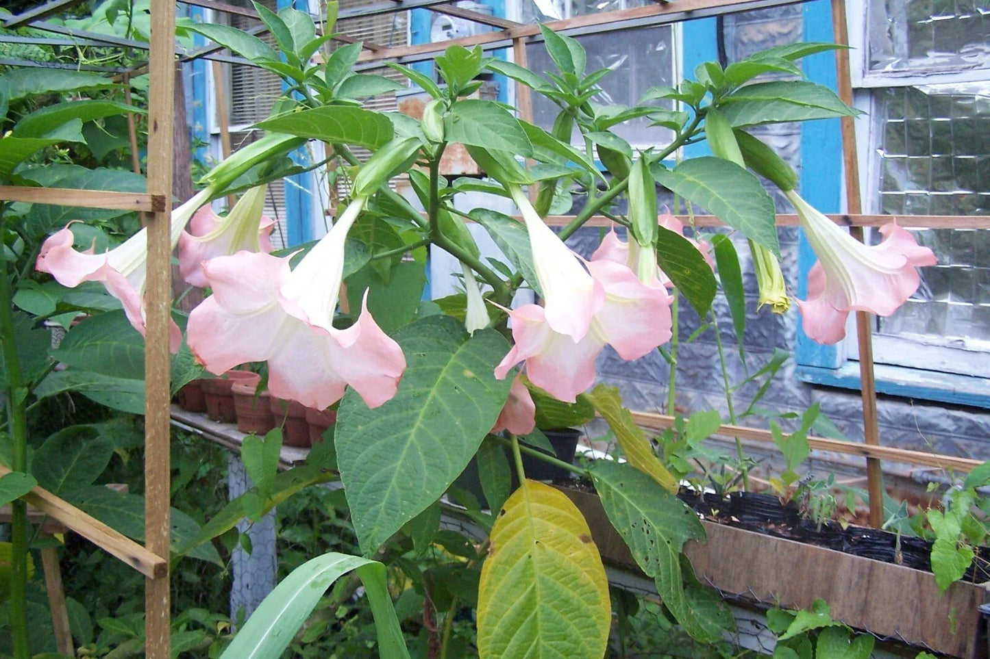 Angel Trumpet Live Plant – 3 Pink Rooted Plants in Pots – Brugmansia suaveolens – Fragrant, Ornamental Garden Flower