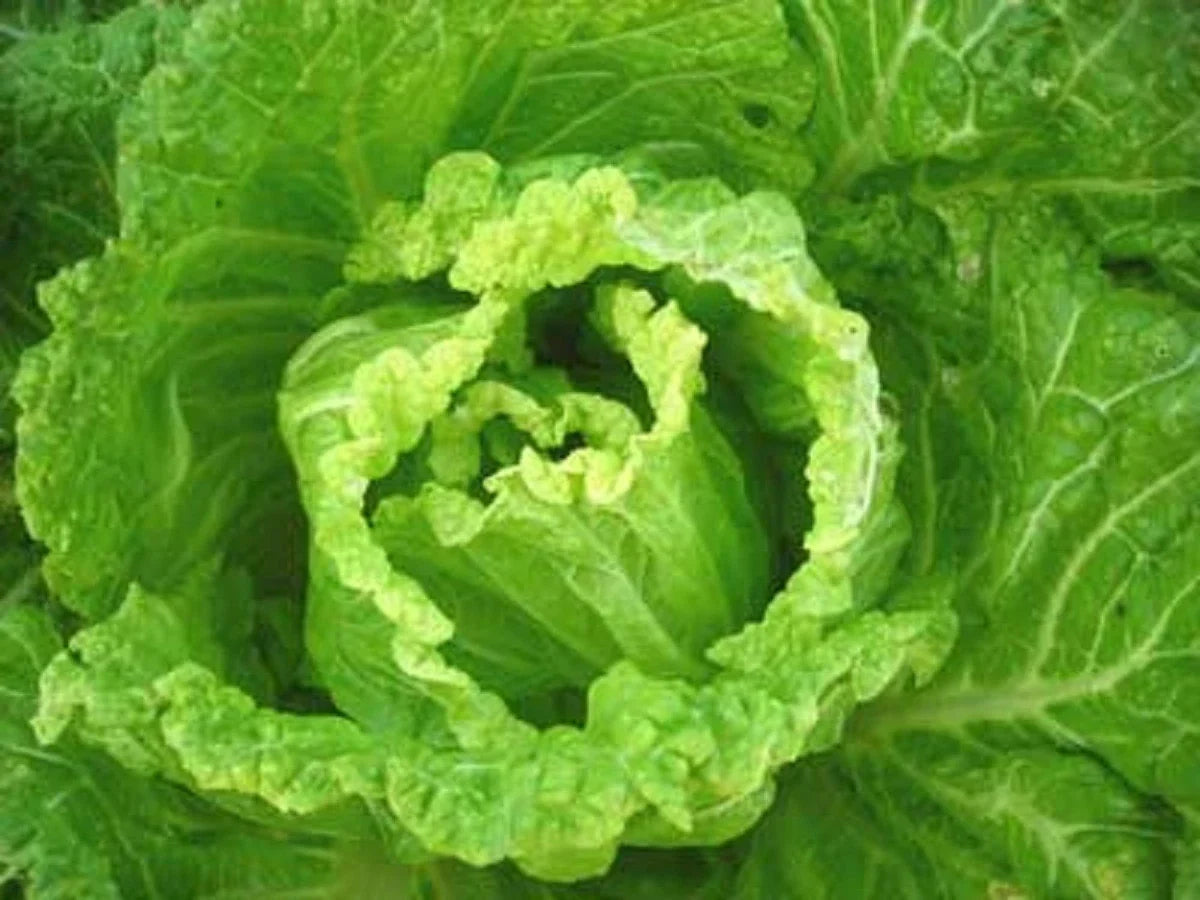 Bok Choy Seeds - Michihili Napa Chinese Cabbage - Heirloom Brassica rapa var. chinensis for Home Gardening, Salad, Stir-Fry