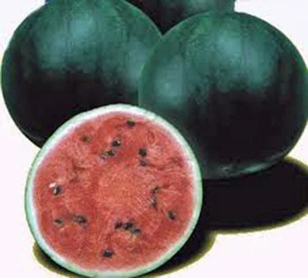 Watermelon Seeds 500 Count Sugar Baby Heirloom Non-GMO Citrullus lanatus for Home Garden, Bush-Type, Juicy, Sweet Fruit