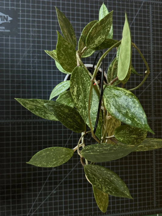Hoya Cutting 1 Node Hoya Rangsan Indoor Plant Propagation Rare Hoya sp.