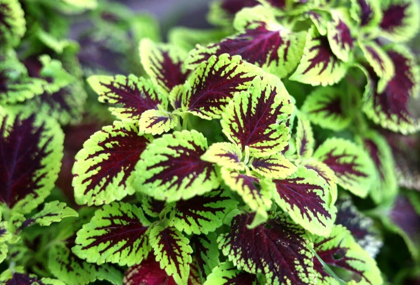 Coleus Cuttings - 10 Variegated Tropical Plants - Easy Rooting, Colorful Foliage, Partial Shade, Coleus spp.