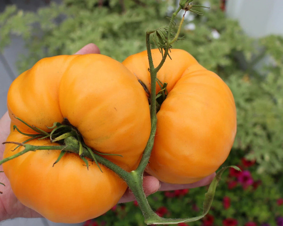 Kellogg's Breakfast Tomato Seeds - Heirloom Bulk 25-1000 Seeds, Orange Fruit, Solanum lycopersicum - Non-GMO, Productive Garden Variety