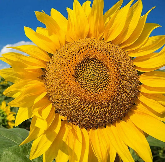 Mammoth Grey Stripe Sunflower Seeds | Giant Helianthus annuus | 8-12 ft Tall | Large 12-inch Flower Heads