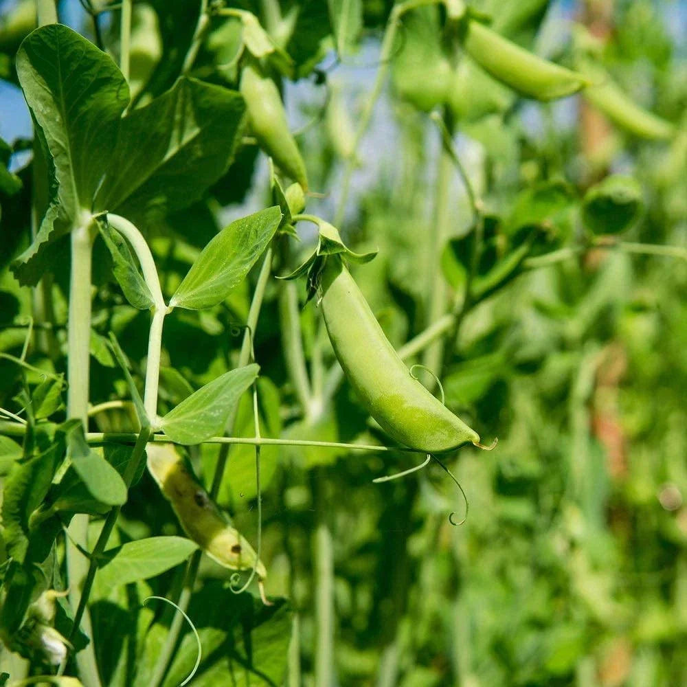 Dundale Pea Sprouting Seeds 12oz Non-GMO Organic Pisum sativum for Healthy Sprouts & Microgreens