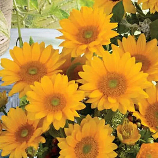 Organic Sunflower Seeds - 20 Vincent's Helianthus annuus, USA Grown, Full Sun, Easy to Grow, Attracts Pollinators, Ships Free