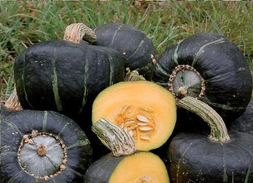 Buttercup Winter Squash Seeds - 10 Treated Heirloom Seeds - Cucurbita maxima - Sweet Flesh, Vining, Full Sun, Organic Soil