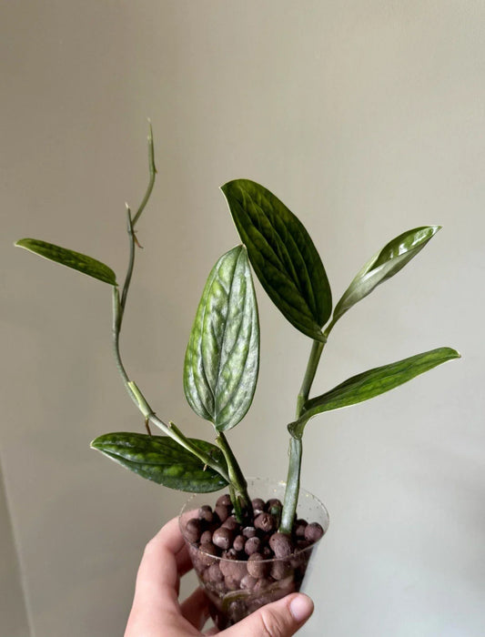 Monstera Peru Cuttings - Rooted Monstera adansonii Tropical Houseplant with Variegated Leaves