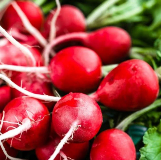 Cherry Belle Radish Seeds - 1000 NON-GMO, Heirloom, Fast-Growing, Raphanus sativus for Organic Gardening