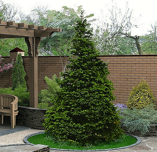 Norway Green Spruce Seeds - 50 Pack for Christmas Trees, Landscaping, Picea abies, Dense Foliage, Easy to Grow