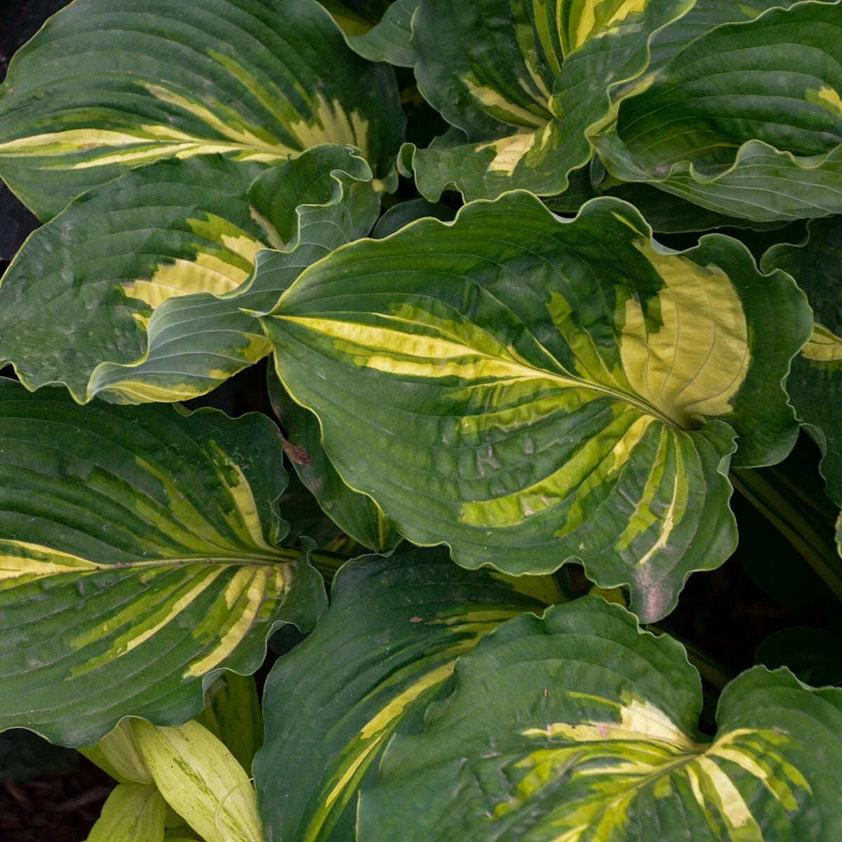 Hosta Plant in 5.25" Pot - Lakeside Paisley Print Variegated Foliage - Shade Perennial for Garden or Container