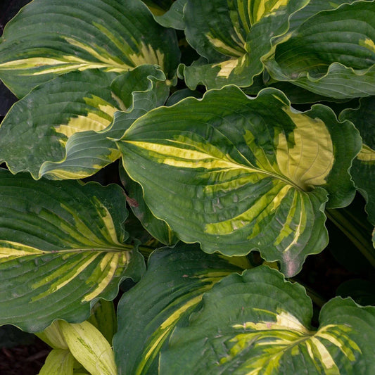Hosta Plant in 5.25" Pot - Lakeside Paisley Print Variegated Foliage - Shade Perennial for Garden or Container