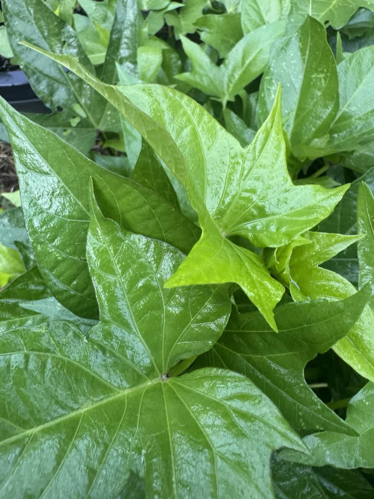Okinawan Sweet Potato Slips - 5 Unrooted Cuttings - Purple Variety - Ipomoea batatas - Garden Vegetable Planting Material