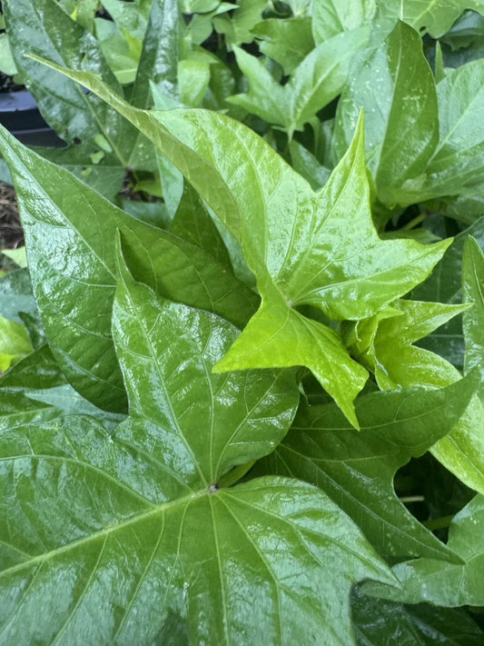 Okinawan Sweet Potato Slips - 5 Unrooted Cuttings - Purple Variety - Ipomoea batatas - Garden Vegetable Planting Material