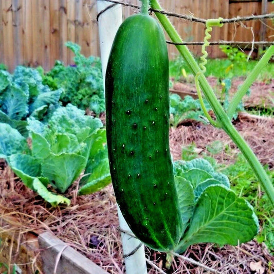 Organic Beit Alpha Cucumber Seeds - 41+ Pack, Non-GMO, for Greenhouse, Patio & Container Gardening, Cucumis sativus