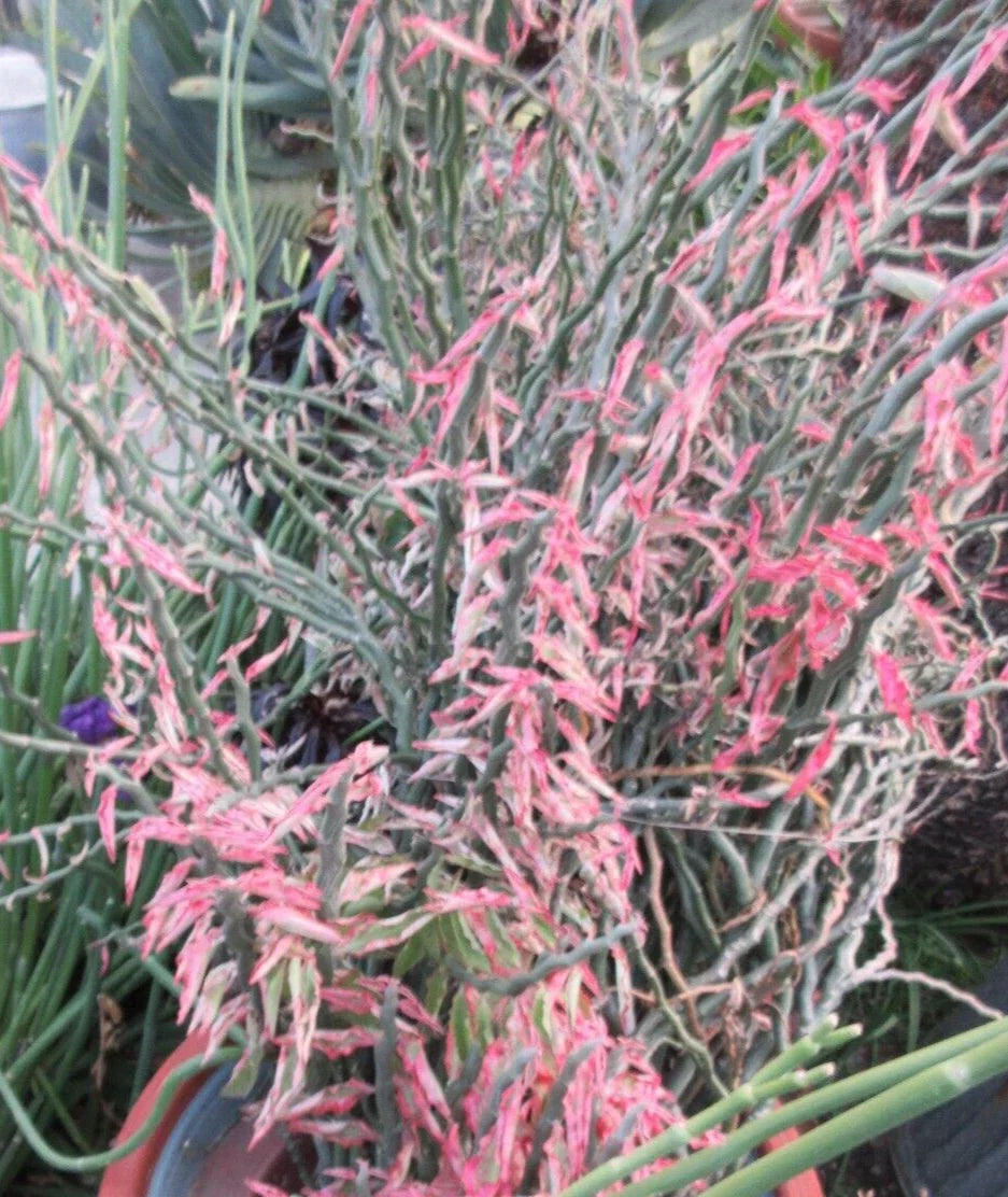 Devil's Backbone Cuttings - Variegated Zig Zag Redbird Pedilanthus Tithymaloides, Succulent Plant, Indoor or Outdoor, Easy Care, Vibrant Red Accents