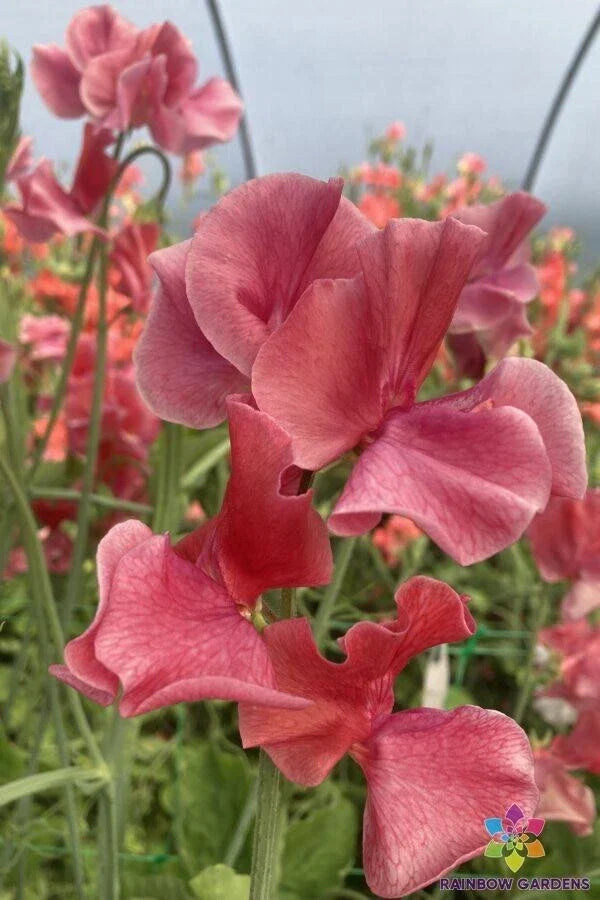Sweet Pea Seeds 50 MM Heirloom Variety Lathyrus odoratus Non-GMO Garden Planting USA