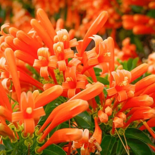 Live Orange Trumpet Vine Starter Plants Set of 2 - Campsis radicans Bare Root, 8-16 Inches Tall, Climbing Perennial Vine