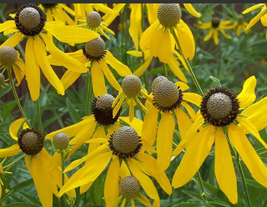 Grey-Headed Coneflower Seeds - 500 Non-GMO Echinacea atrorubens for Pollinators, Bees, and Wildflower Gardens