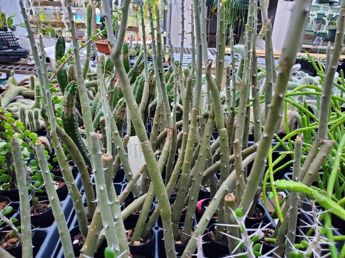 Rooted Cutting Alluaudia dumosa Madagascar Succulent Plant Desert Flora Drought-Tolerant Exotic Plant