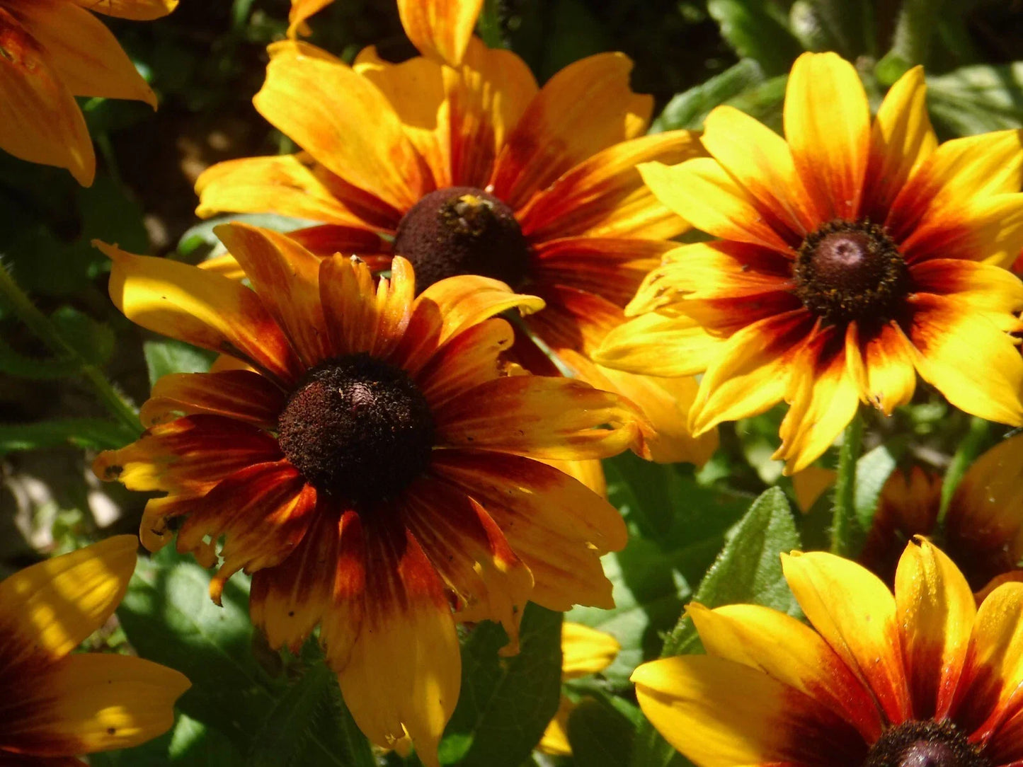 Rudbeckia Seeds - Autumn Colors - 25 Pack - Black-Eyed Susan (Rudbeckia hirta) for Garden, Borders, Containers