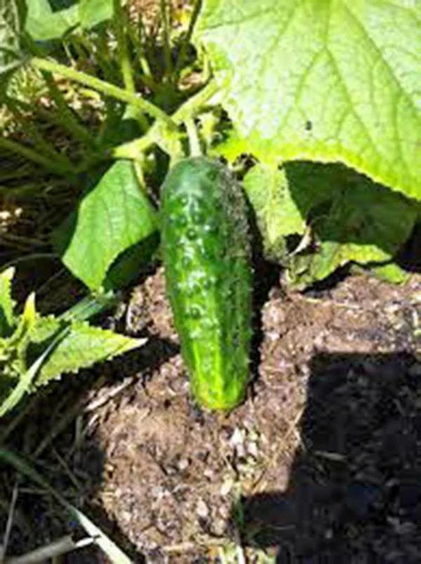 Cucumber Seeds Pack of 50 Heirloom Boston Pickling Cucumis sativus Non-GMO for Home Garden, Container, and Vertical Growing