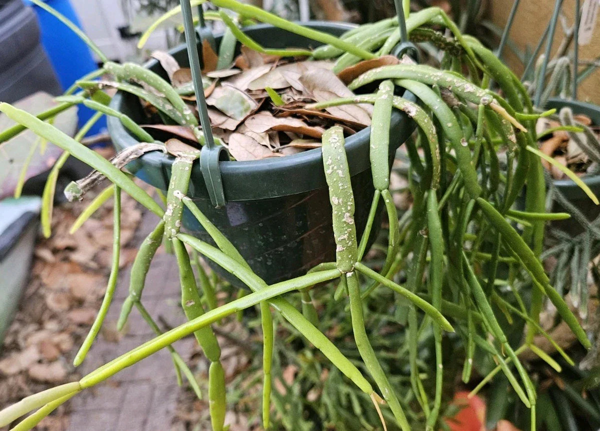 Rhipsalis Cuttings - 4-Inch Stem Cuttings - Unique Rhipsalis Micrantha - Rare Indoor Succulent for Plant Lovers - 3 Pack