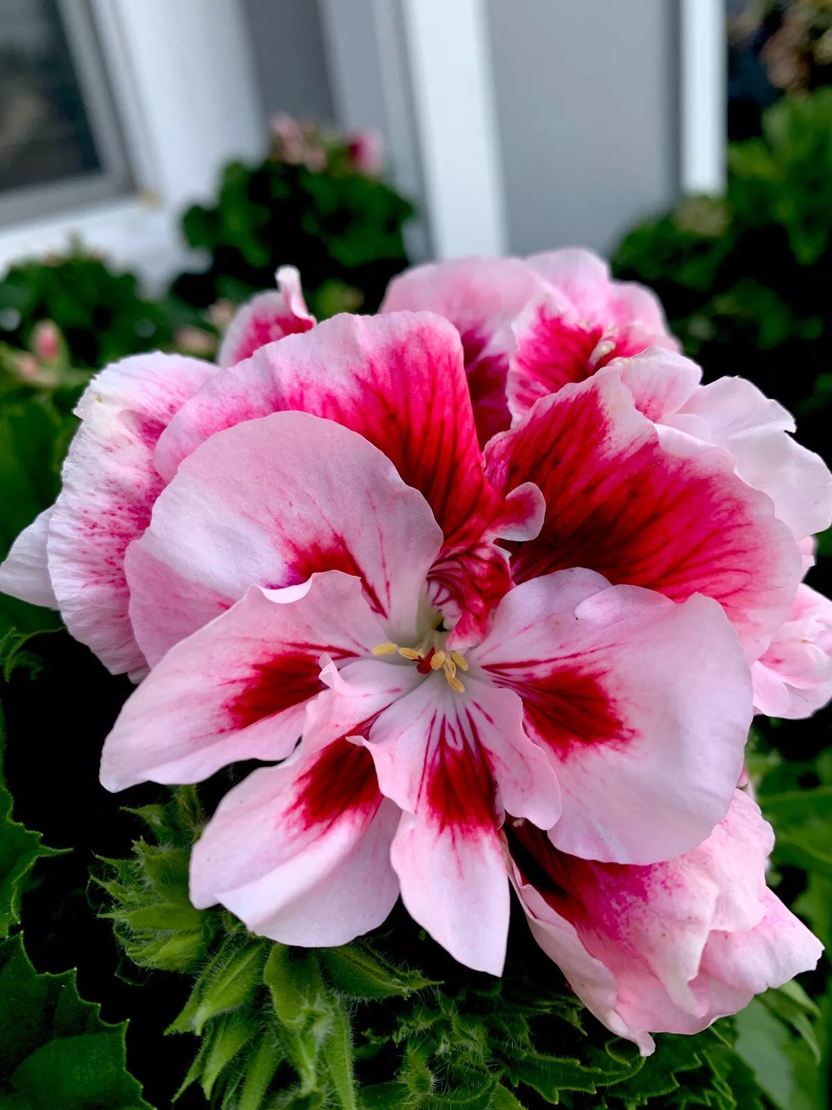 Geranium Starter Cuttings 2 Pack – White/Mahroon Perennial Pelargonium spp. for Garden Beds & Containers