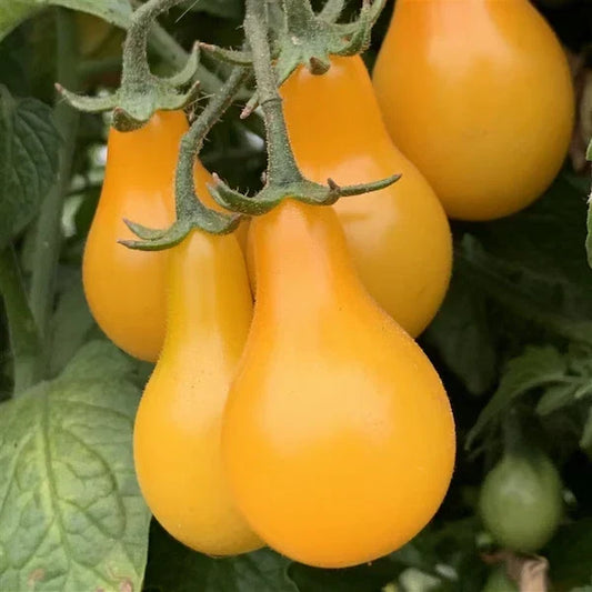 Organic Yellow Pear Cherry Tomato Seeds - 40 Pack, Heirloom Solanum lycopersicum, Non-GMO, USA Grown, Free Shipping