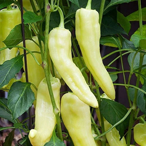 Sweet Banana Pepper Seeds Pack | Heirloom Non-GMO Capsicum annuum for Gardening