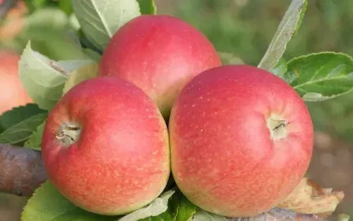 Alkmene Apple Seeds - 25+ Non-GMO Malus domestica for Garden Planting, Fruit Trees, Home Orchard