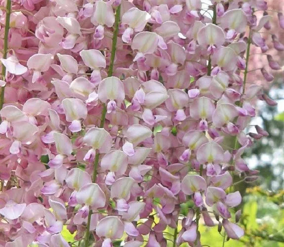 Light Pink Wisteria Seeds - Climbing Flower Perennial, Wisteria floribunda, 5 Pack for Trellises & Fences