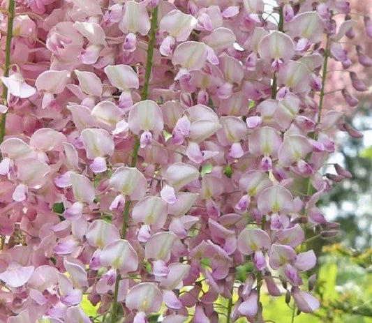 Light Pink Wisteria Seeds - Climbing Flower Perennial, Wisteria floribunda, 5 Pack for Trellises & Fences