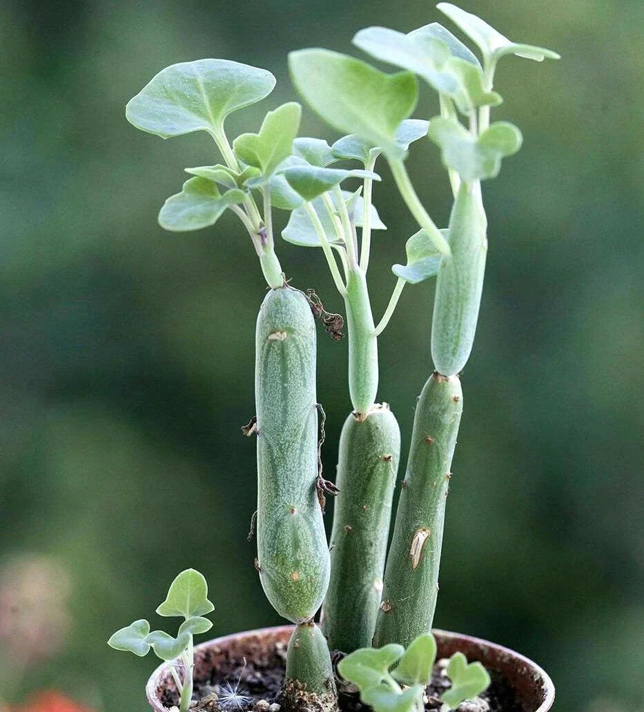Rare Senecio Articulatus Candle Plant - 2" Rooted Succulent for Indoor & Outdoor Decor