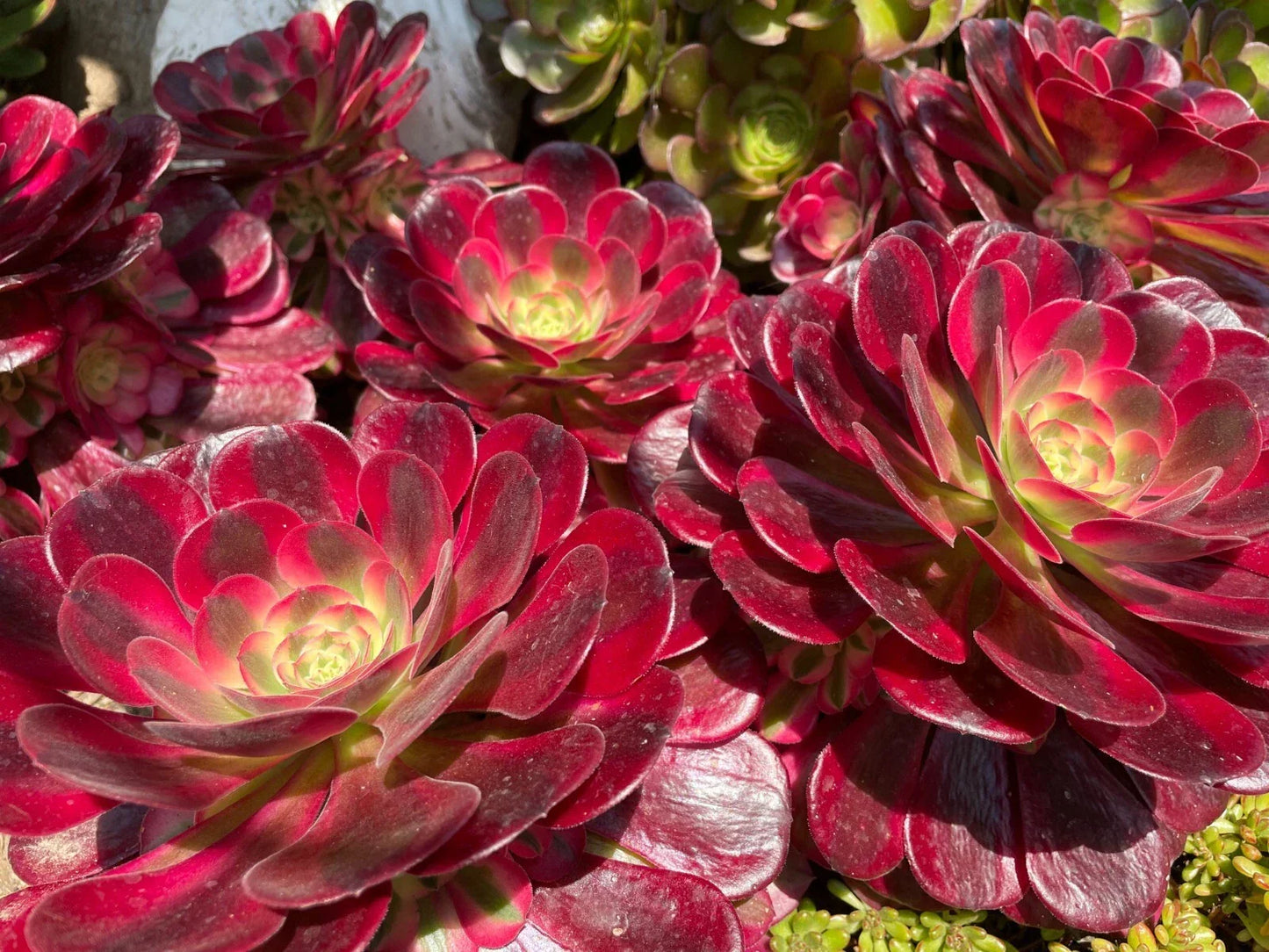 Aeonium Medusa Succulent Cutting or Rooted Plant – Pink to Purple Variegated Rosette Houseplant – Easy Care Indoor Succulent