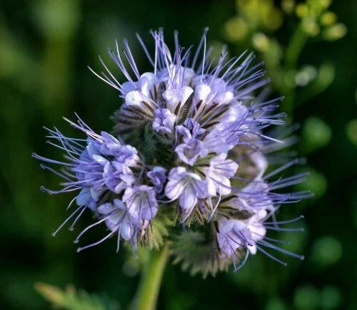 Lacy Phacelia Seeds 1,700+ | Purple Tansy Flower Seeds | Phacelia tanacetifolia for Pollinator Gardens, Wildflowers & Cut Flowers