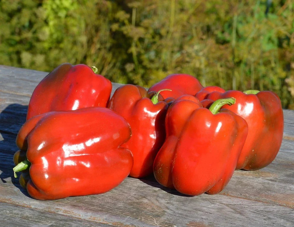 Fresh Big Red Sweet Pepper Seeds - 25 Pack, Capsicum annuum, Non-GMO, Vibrant Red Peppers for Garden, Container & Raised Bed Cultivation
