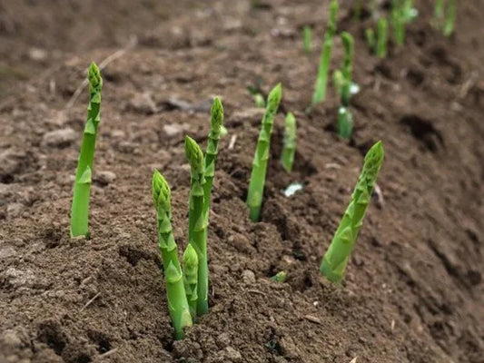 Mary Washington Asparagus Seeds - Organic Heirloom Variety - Non-GMO, 100 Seeds for Home Garden, Raised Bed, Container Planting - Asparagus officinalis
