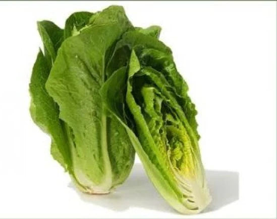 Fresh Heirloom Romaine Lettuce Seeds - Parris Island Cos, Organic, Non-GMO, 100 Pack, Salad Greens, Home Gardening