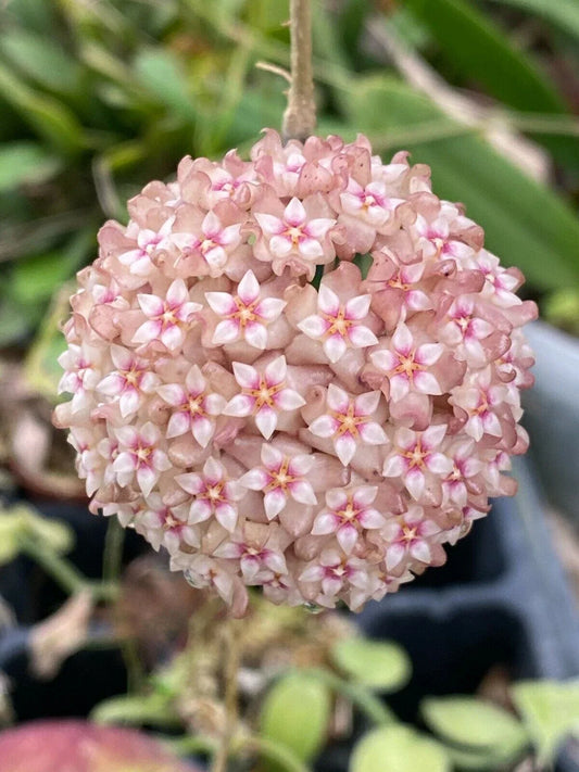 Hoya Plant 2.5" Pot Pink Variety Hoya parasitica 'Pink' Indoor Houseplant, Low Maintenance, Bright Indirect Light