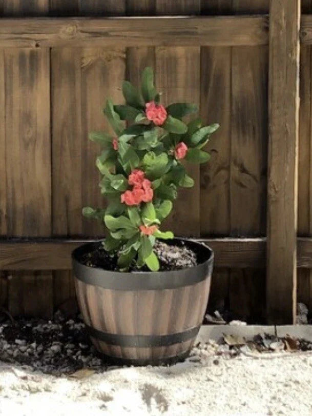 Crown of Thorns Cutting 4-5" Big Red Flowers Euphorbia milii Indoor Outdoor Plant
