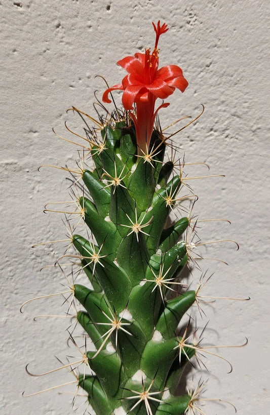 Live Rooted Cactus Plant - Cochemiea poselgeri Succulent for Indoor Outdoor Gardening - Unique Patterned Desert Plant